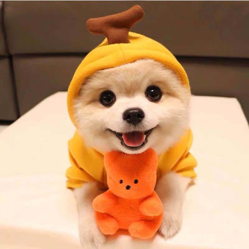 Small Dog Hoodie