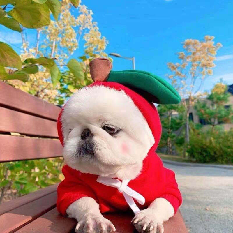 Small Dog Hoodie